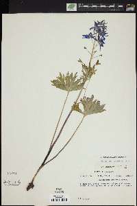 Delphinium tricorne image