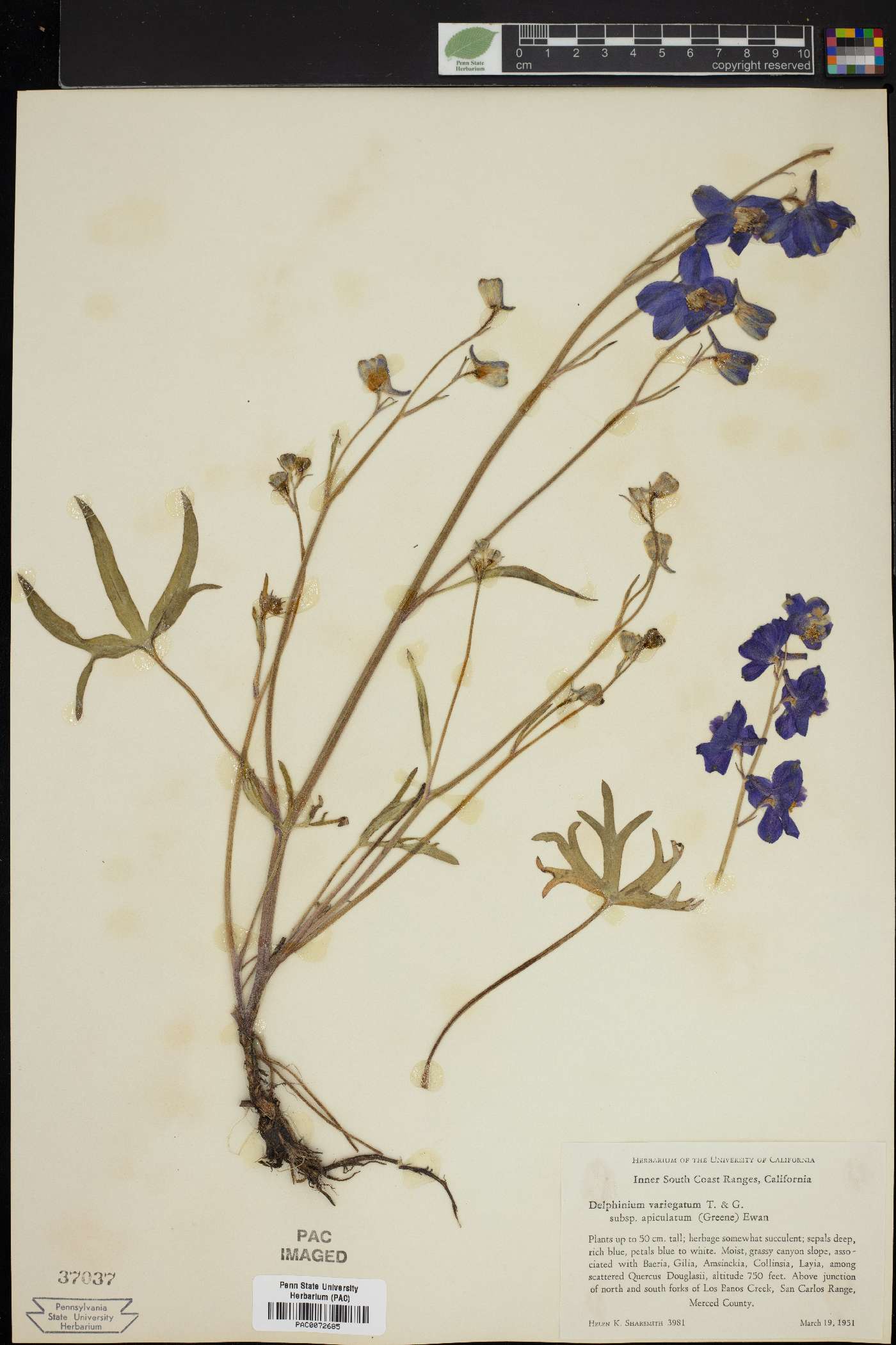 Delphinium variegatum subsp. apiculatum image