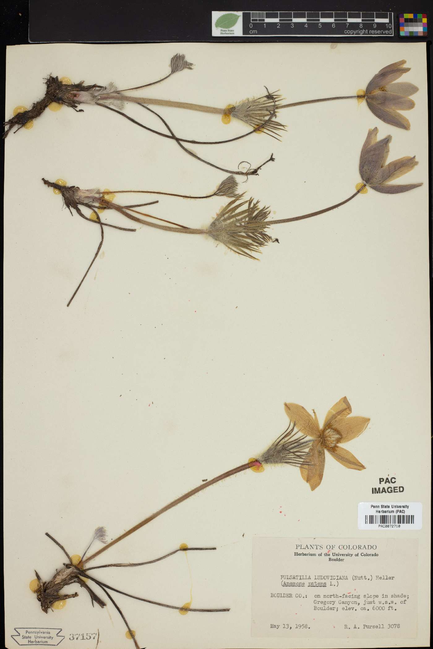 Pulsatilla patens subsp. multifida image