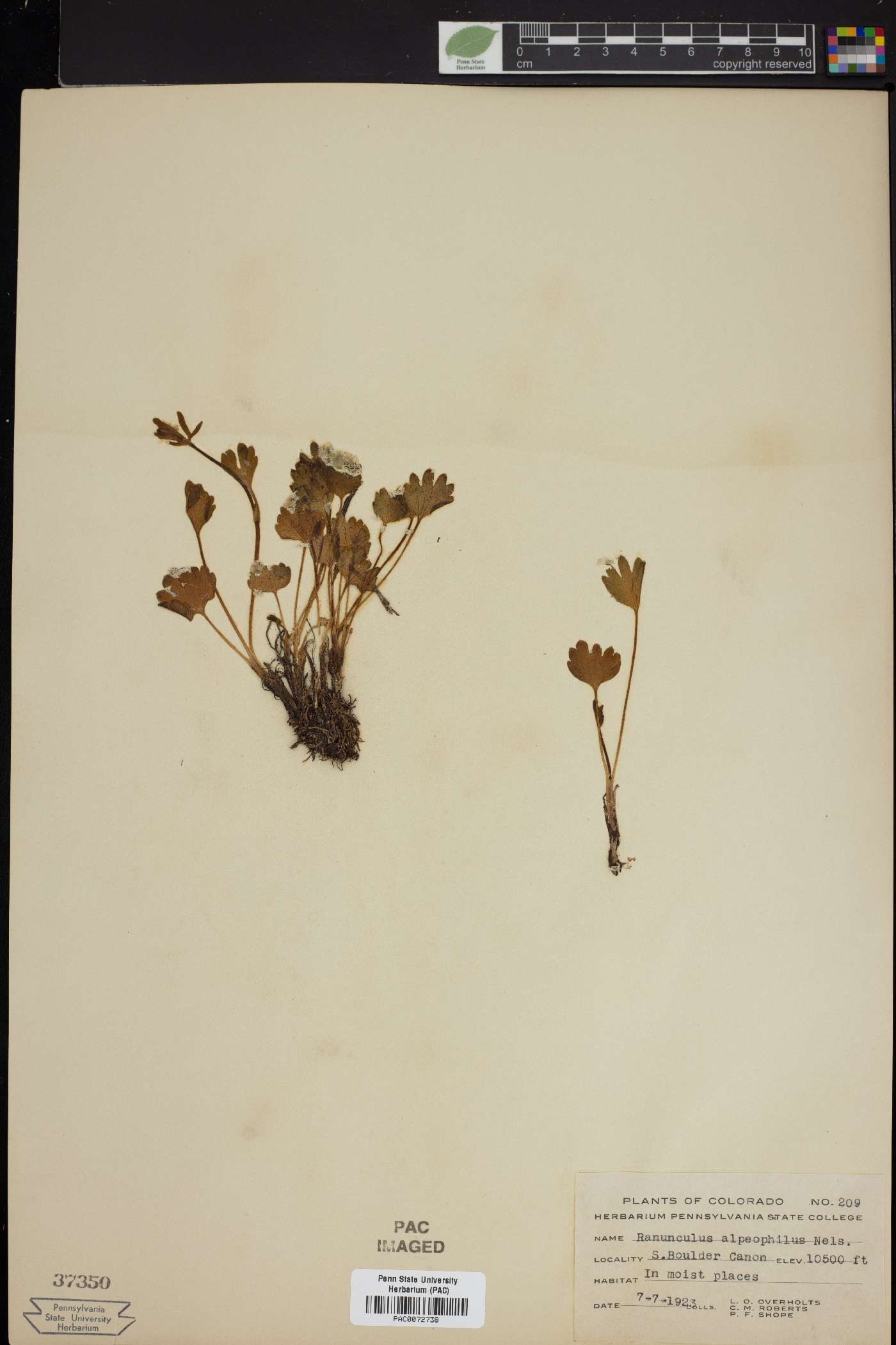 Ranunculus inamoenus var. alpeophilus image