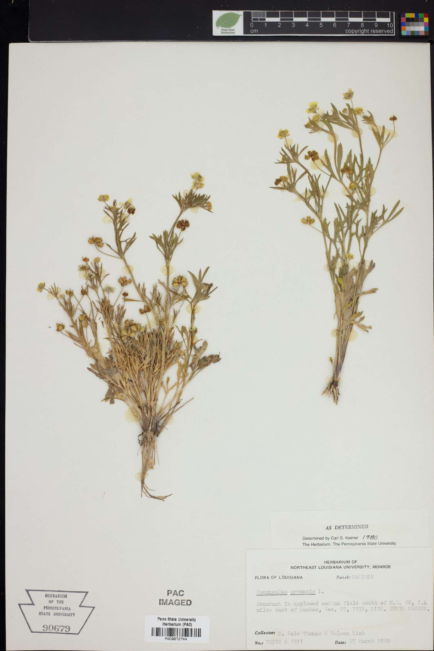 Ranunculus arvensis image