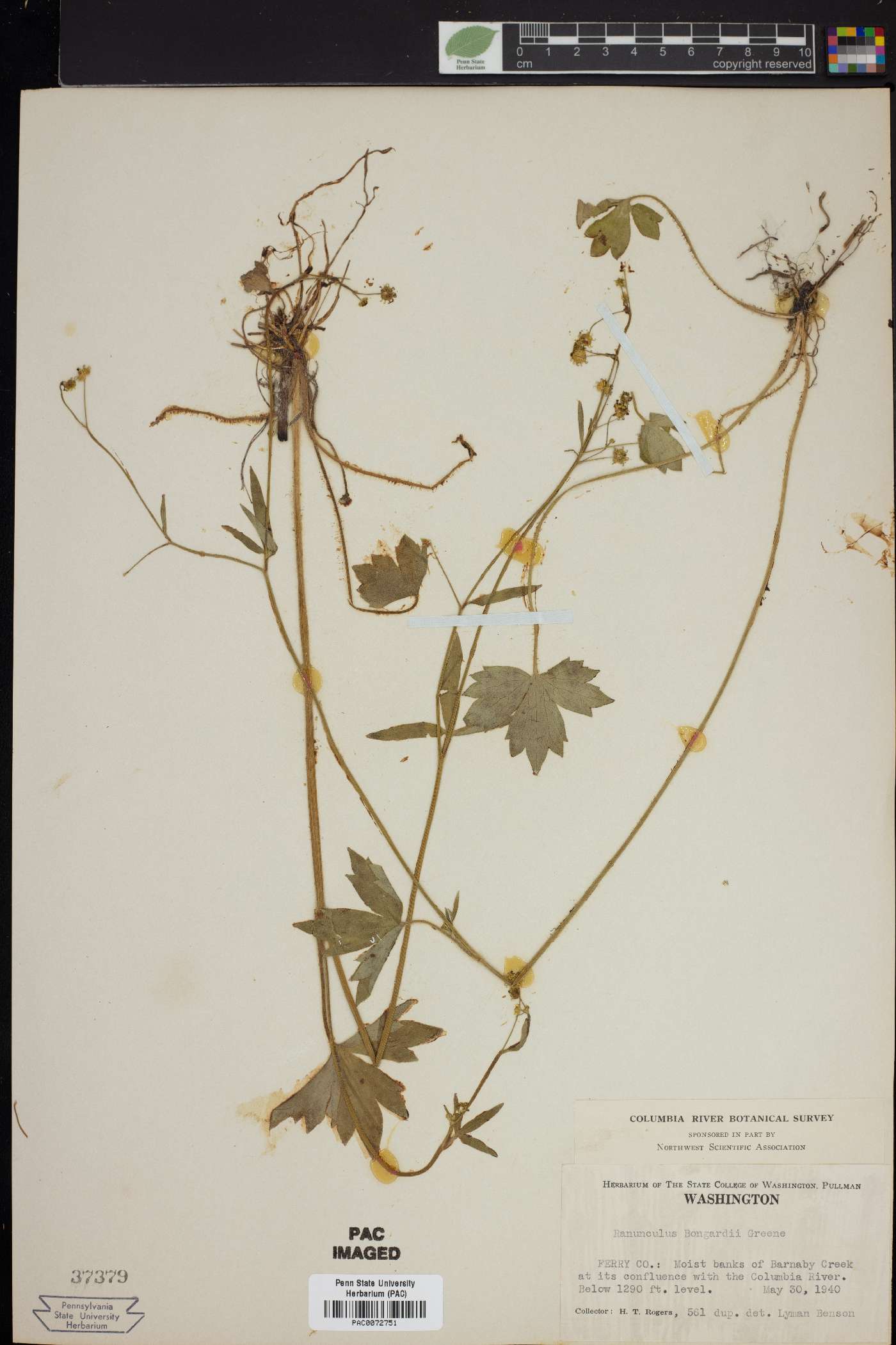 Ranunculus bongardii image