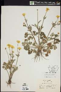 Ranunculus bulbosus image