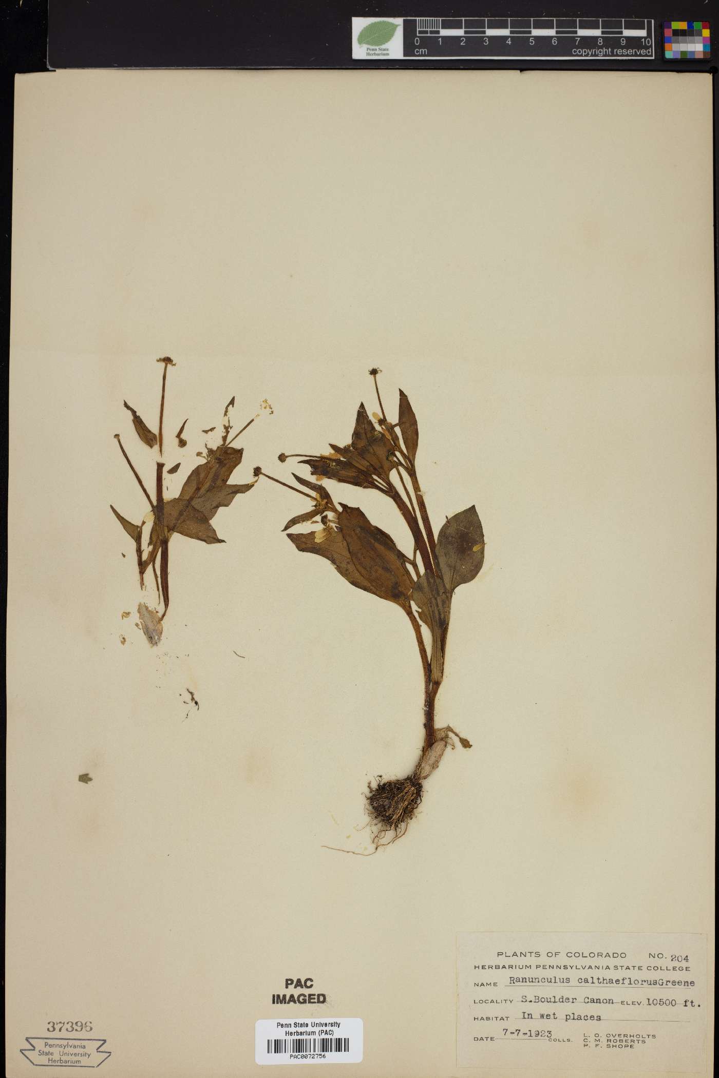 Ranunculus calthaeflorus image