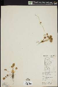 Halerpestes cymbalaria image