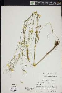 Ranunculus laxicaulis image