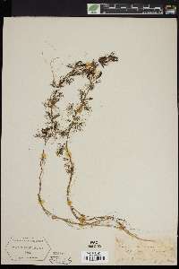Ranunculus divaricatus image