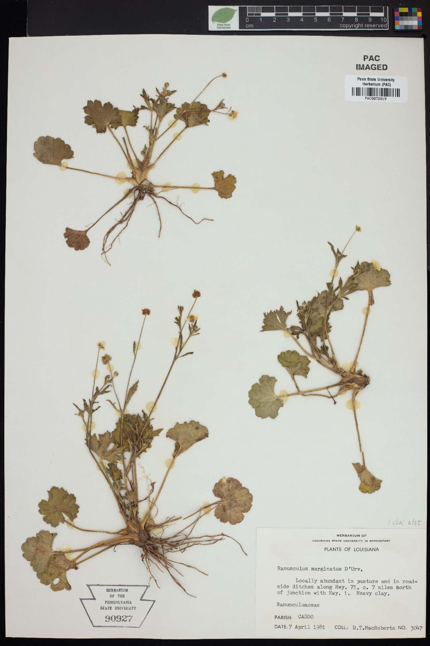 Ranunculus marginatus image