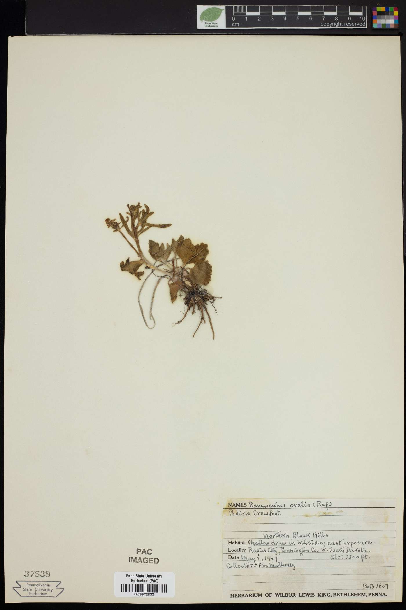 Ranunculus ovalis image