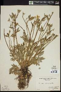 Ranunculus septentrionalis image