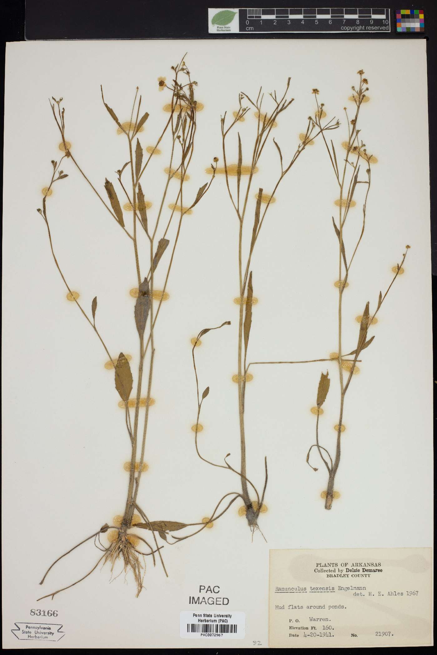 Ranunculus texensis image