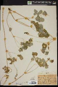 Thalictrum clavatum image