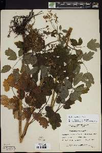 Thalictrum pubescens image