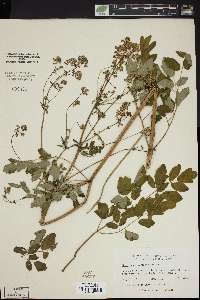 Thalictrum pubescens image