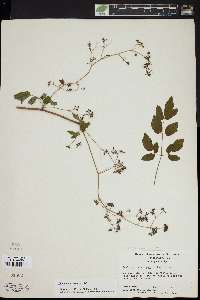 Thalictrum coriaceum image