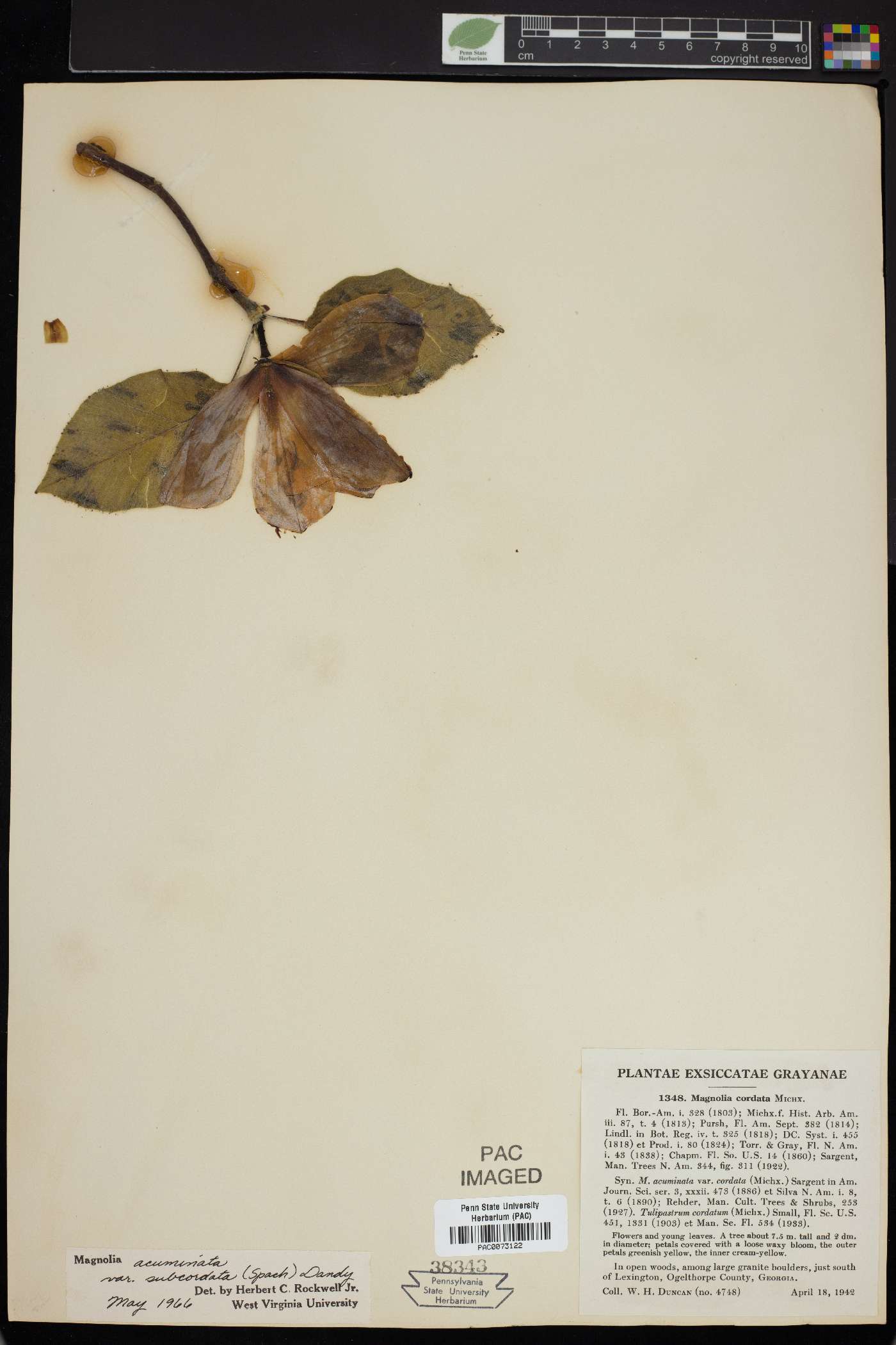 Magnolia cordata image