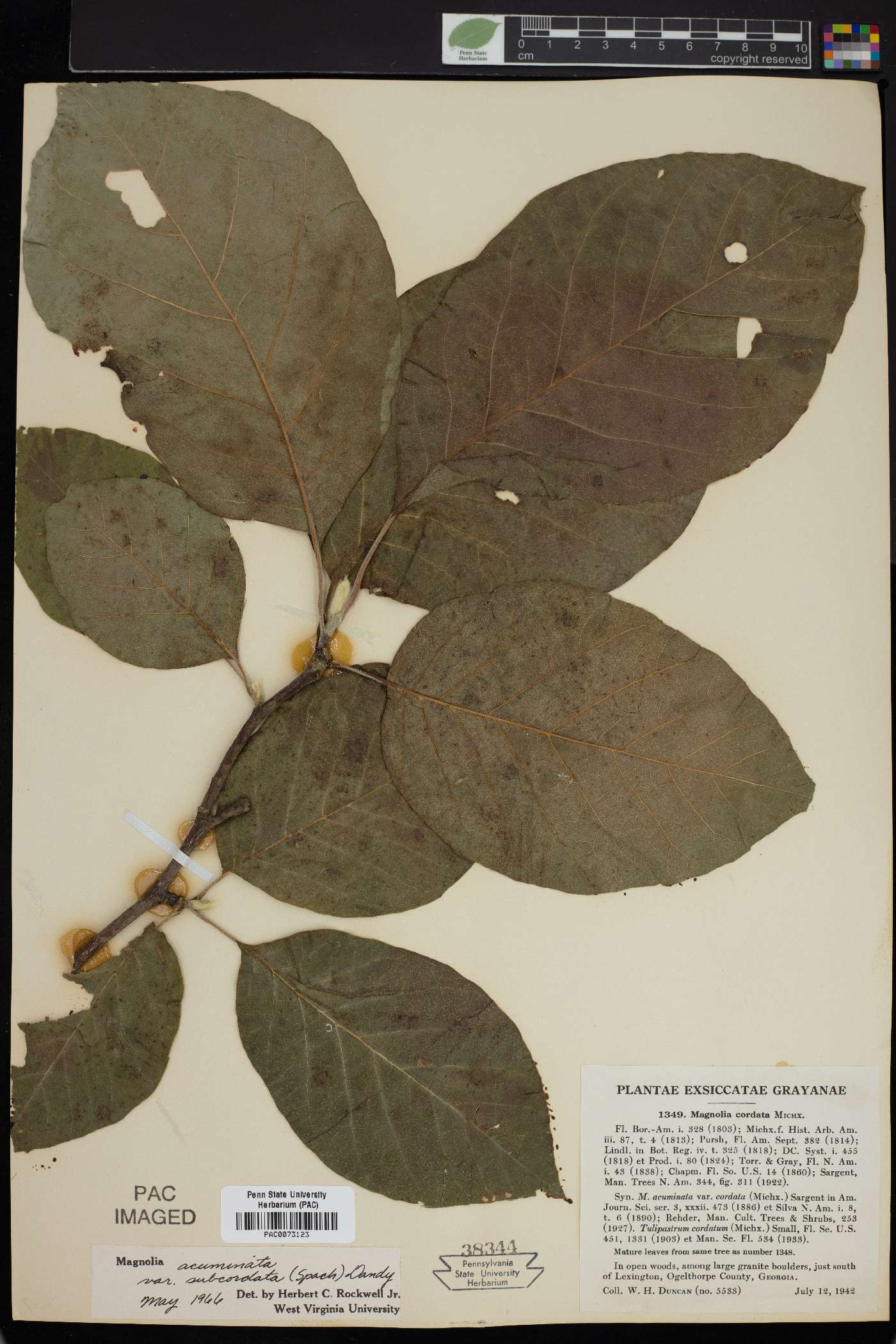 Magnolia cordata image