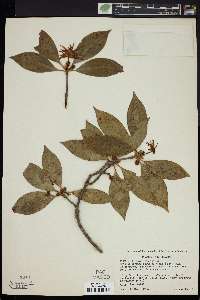 Illicium floridanum image