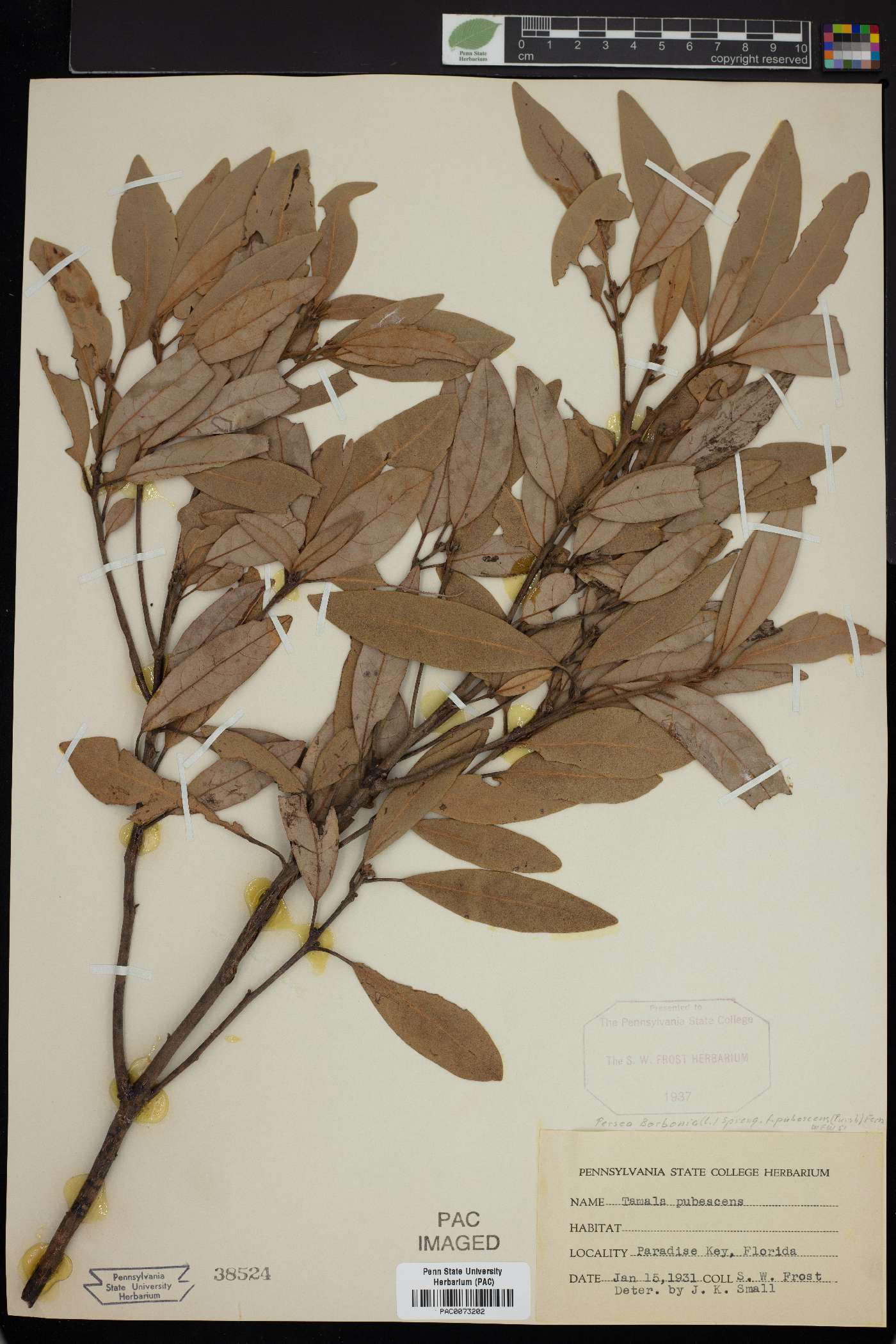 Tamala pubescens image