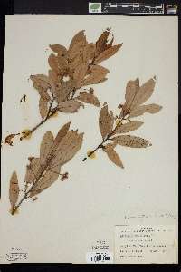 Persea littoralis image