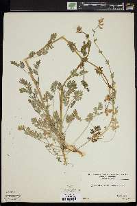 Capnoides sempervirens image