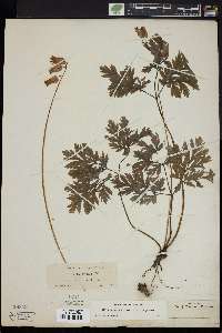 Dicentra formosa image