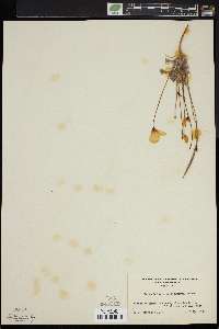 Eschscholzia glyptosperma image