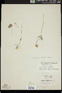 Cardamine angustata image