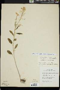 Cardamine bulbosa image