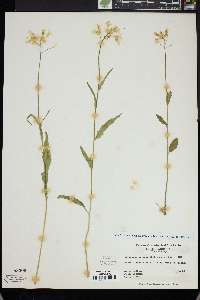 Cardamine bulbosa image