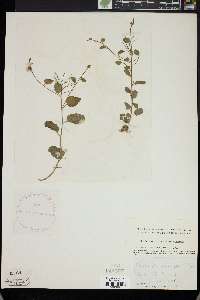 Cardamine rotundifolia image