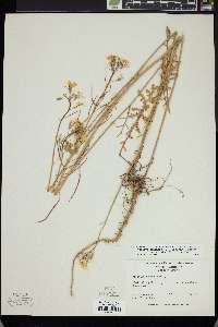 Brassica erucastrum image