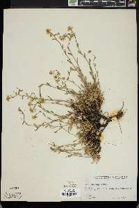 Draba arabisans image