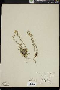 Draba aurea image