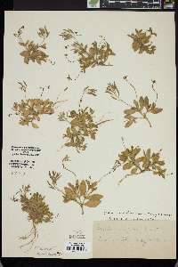 Draba cuneifolia image