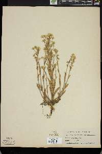 Draba helleriana image