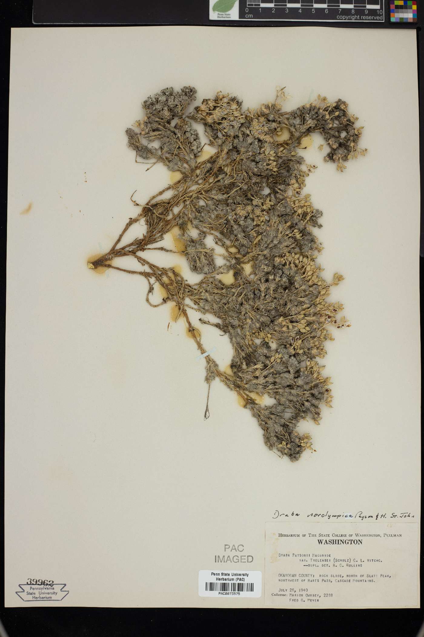Draba bruniifolia subsp. olympica image