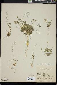 Draba ventosa image