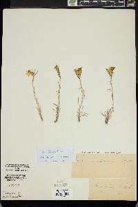 Erysimum jugicola image