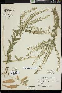 Lepidium campestre image