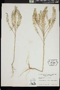 Lepidium densiflorum image