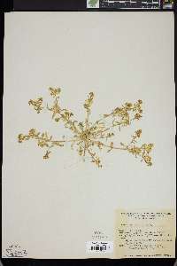 Lepidium flavum image