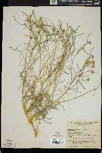 Lepidium fremontii image