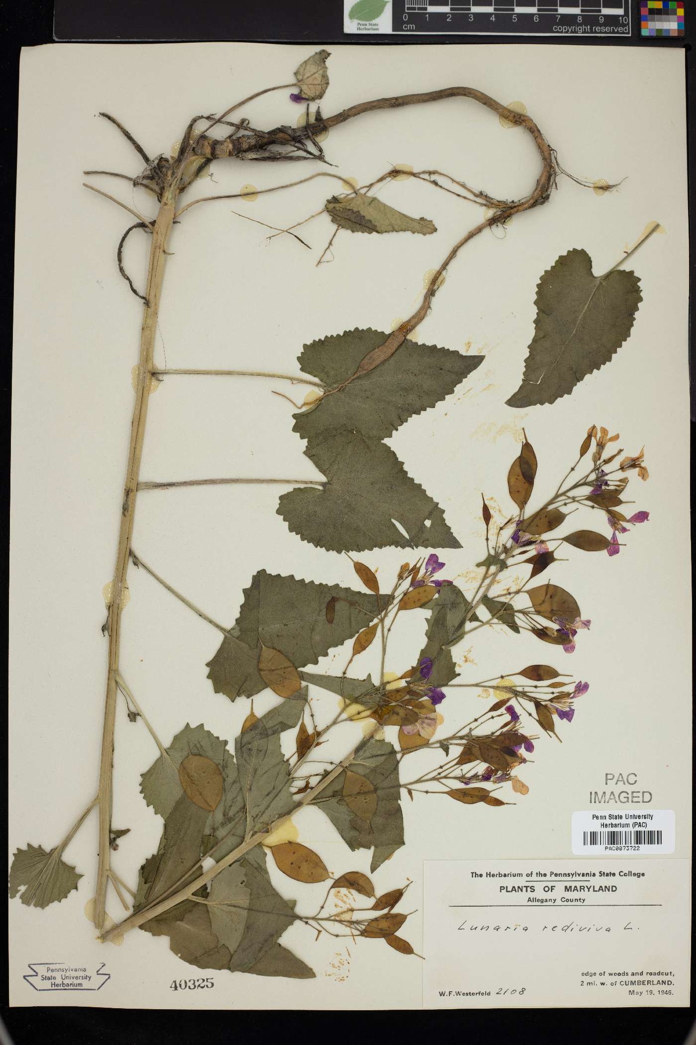 Lunaria rediviva image