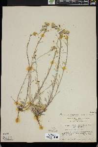 Physaria douglasii image