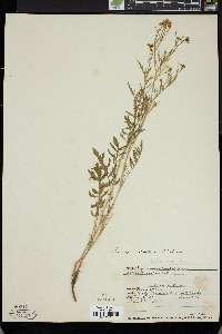 Rorippa sylvestris image