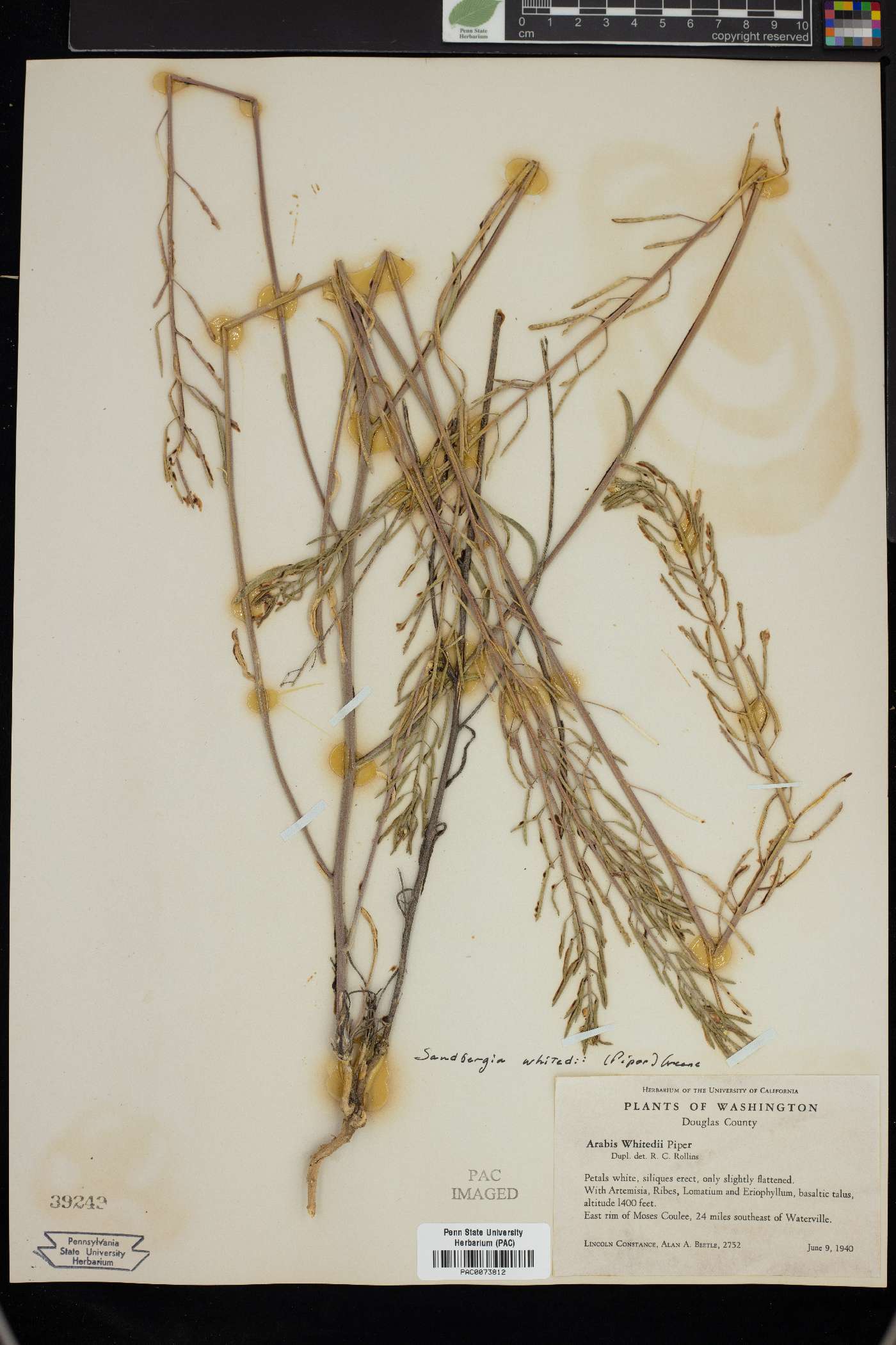 Sandbergia whitedii image