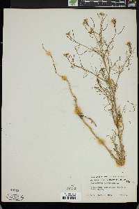 Sisymbrium altissimum image