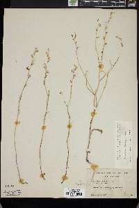 Streptanthus vimineus image