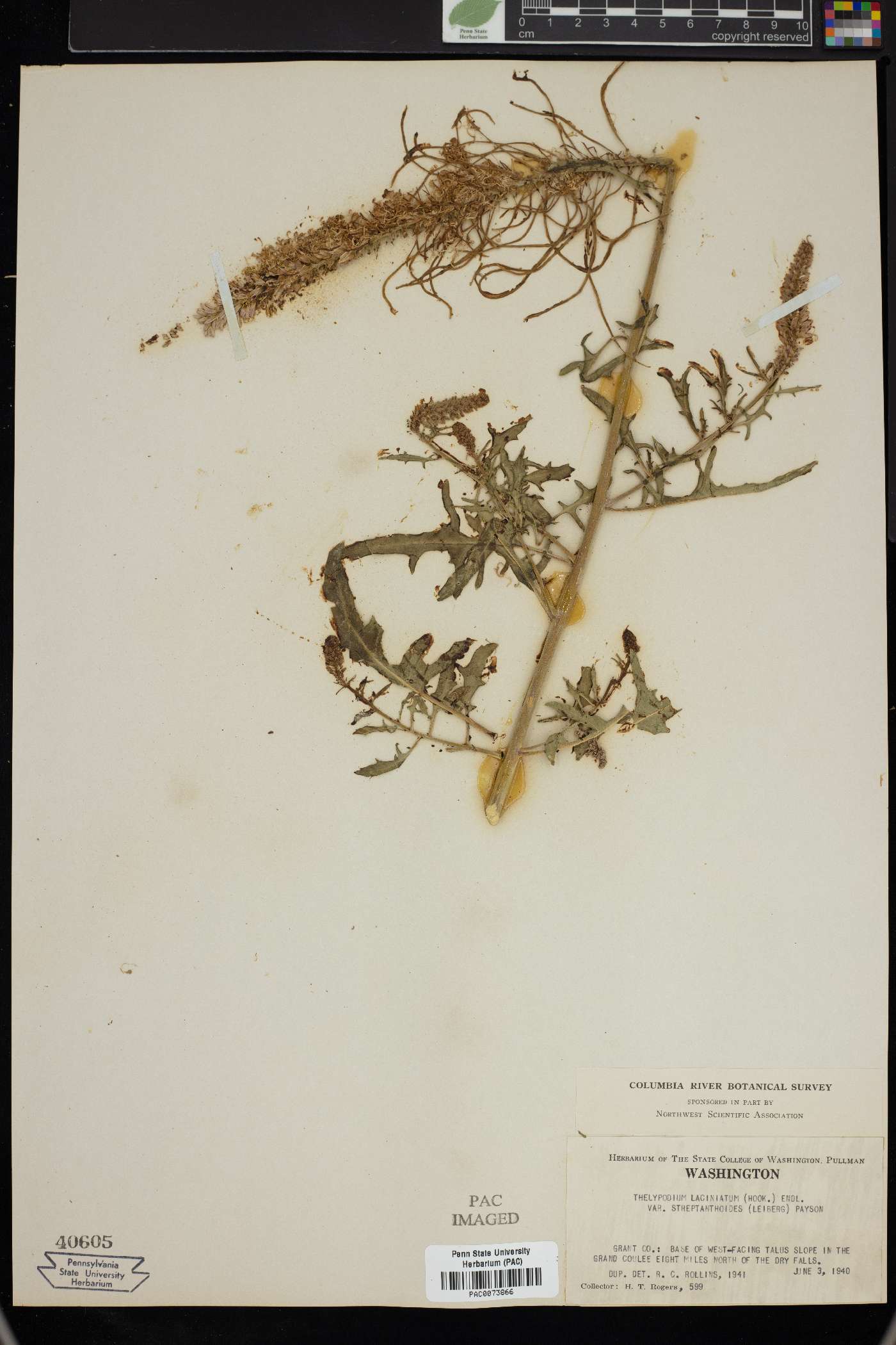 Thelypodium laciniatum var. streptanthoides image